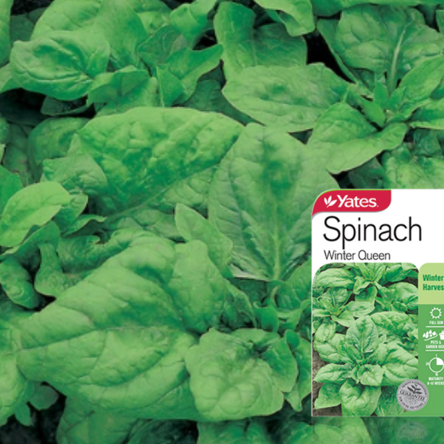 Spinach Winter Queen