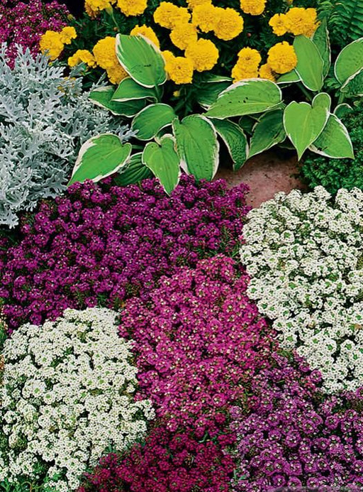 Alyssum Cameo Mixture