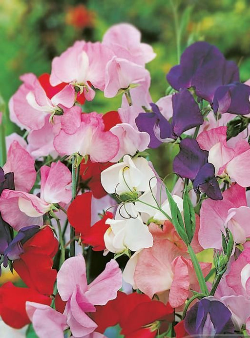 Sweet Pea Colourcade - Yates Australia