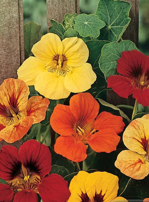Nasturtium Jewel Mixed - Yates Australia
