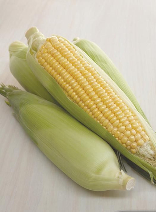 Sweet Corn Honeysweet - Yates Australia