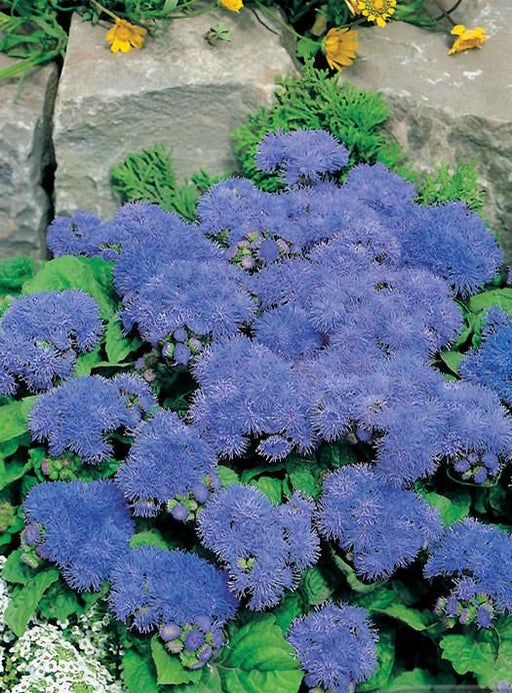 Ageratum Blue Mink