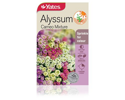Alyssum Cameo Mixture - yatesgardening