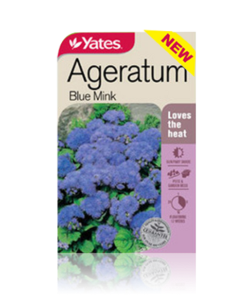 Ageratum Blue Mink - yatesgardening