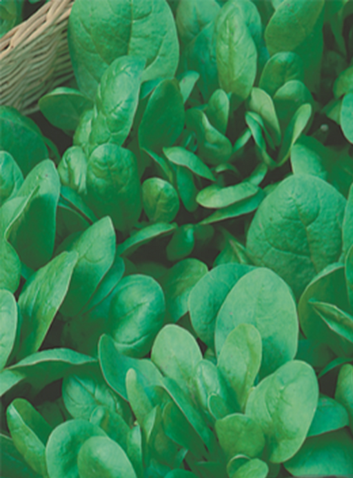 Spinach Baby Leaf - Yates Australia